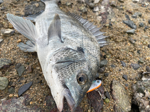 釣果