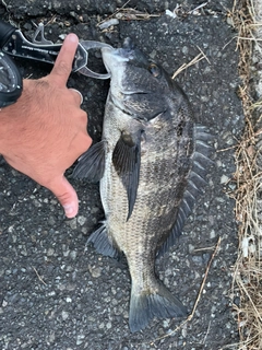 クロダイの釣果