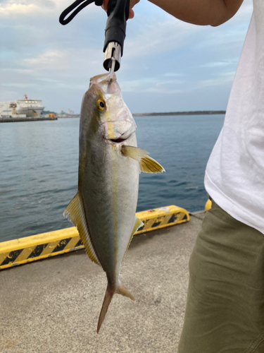 タコの釣果