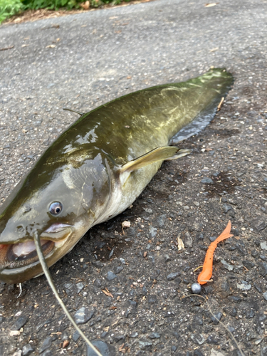 ナマズの釣果