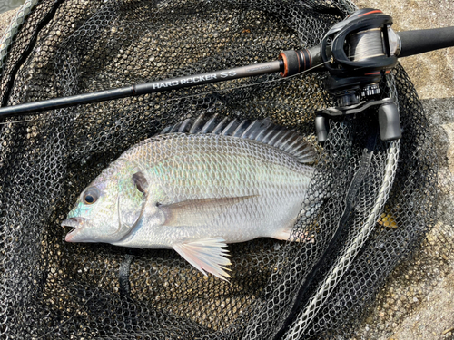 キビレの釣果