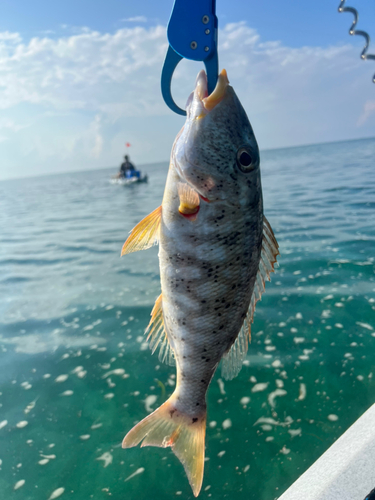 ムネアカクチビの釣果