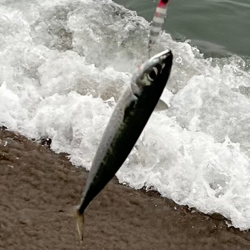 サバの釣果