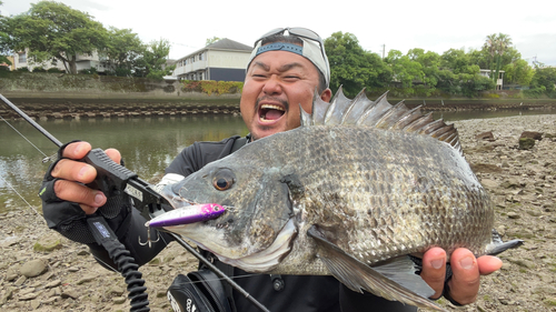 キビレの釣果