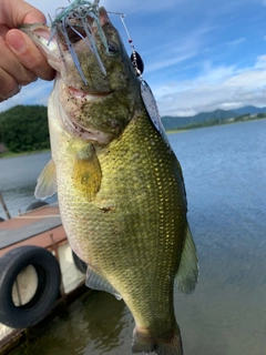 ラージマウスバスの釣果