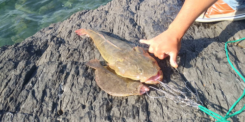 マゴチの釣果