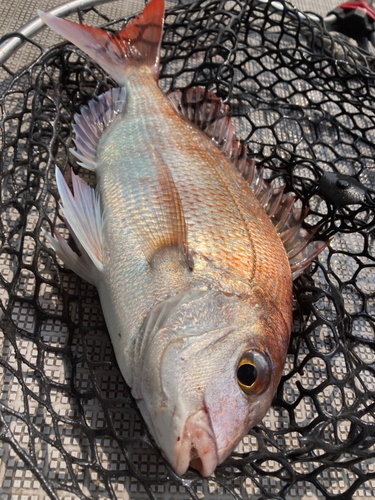 マダイの釣果