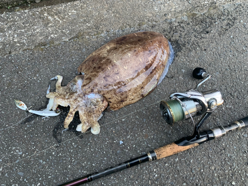 コウイカの釣果