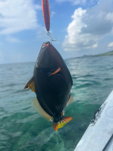 カワハギの釣果