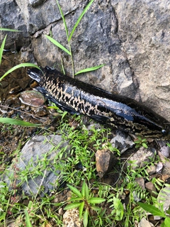 ライギョの釣果