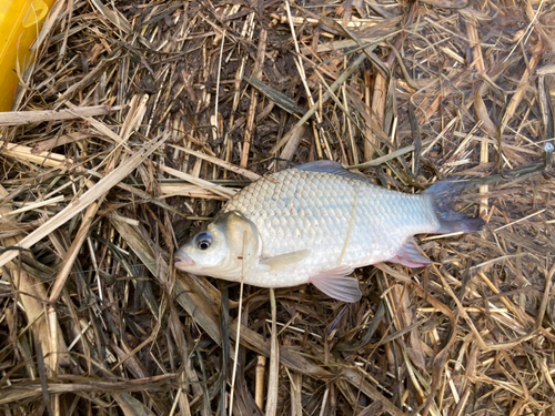 ヘラブナの釣果