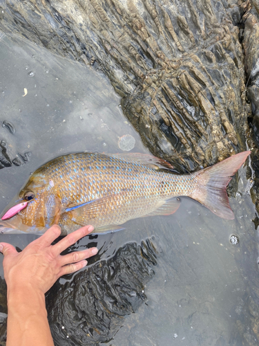 タマンの釣果