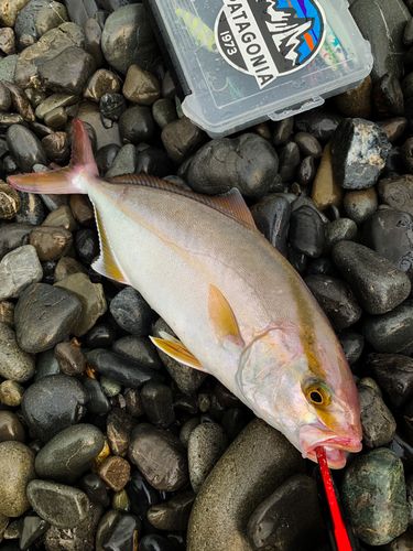 ショゴの釣果