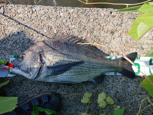 クロダイの釣果