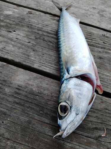 サバの釣果