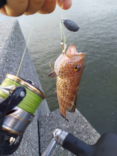 オオモンハタの釣果