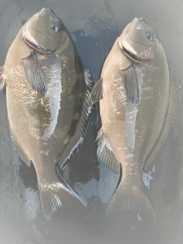 クロの釣果