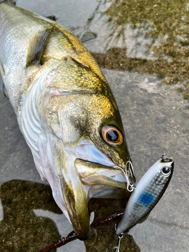 シーバスの釣果