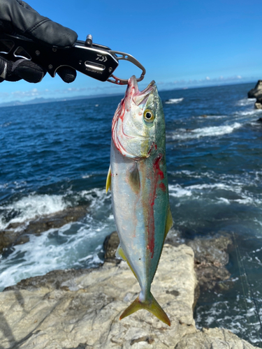 ショゴの釣果