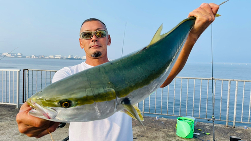 メジロの釣果