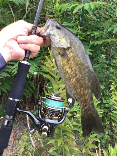 スモールマウスバスの釣果