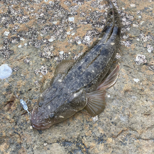 マゴチの釣果