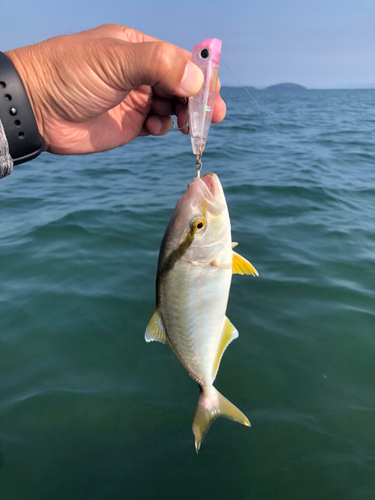 カンパチの釣果