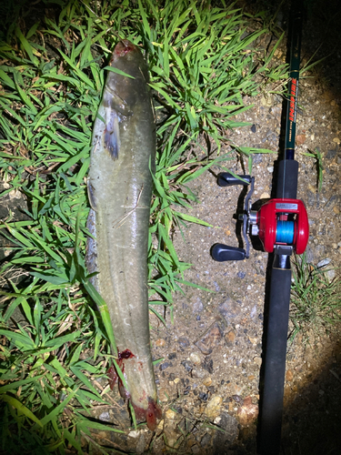 ナマズの釣果