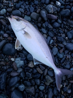 ショゴの釣果