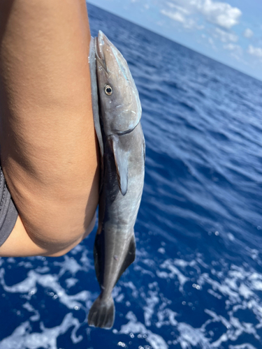 コバンザメの釣果