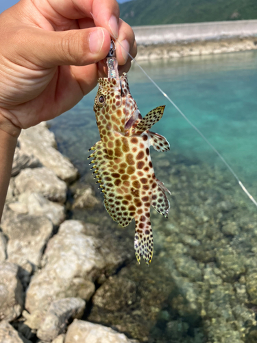 イシミーバイの釣果