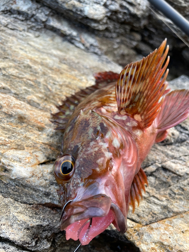 カサゴの釣果