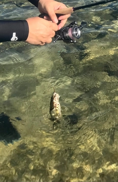 イシミーバイの釣果