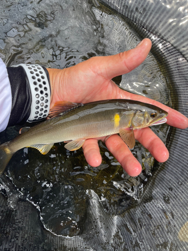 アユの釣果