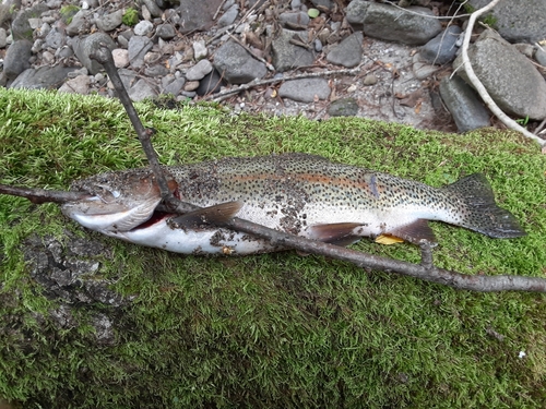 ニジマスの釣果