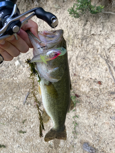 ラージマウスバスの釣果