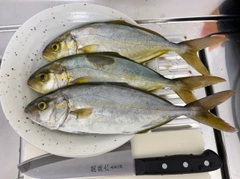 カンパチの釣果