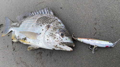 キビレの釣果