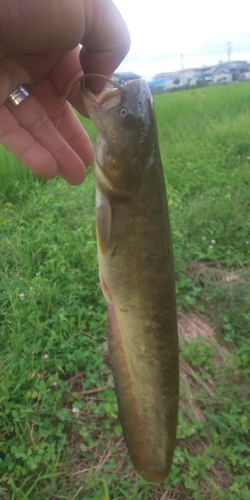 ナマズの釣果