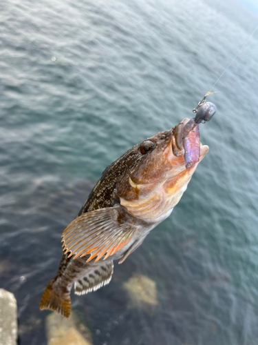 アイナメの釣果