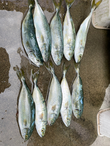 ワカシの釣果