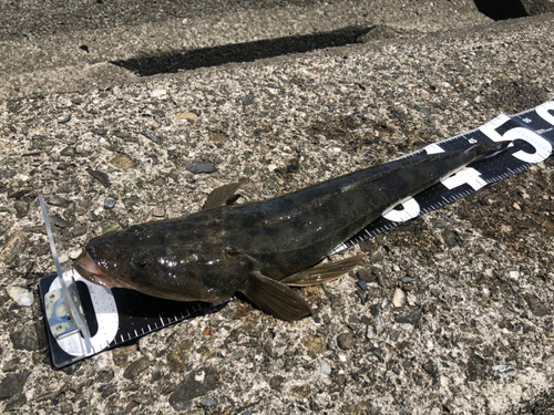 マゴチの釣果