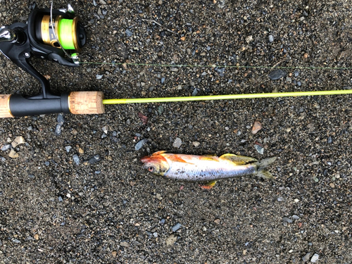 カワムツの釣果