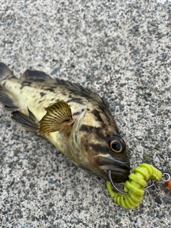 ベッコウゾイの釣果