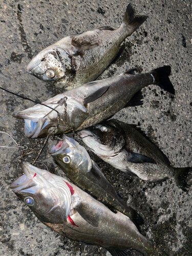 シーバスの釣果