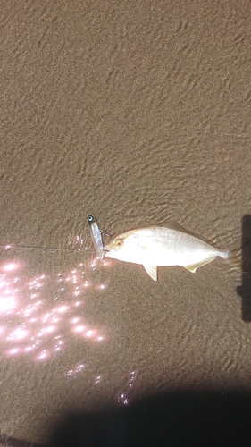 ショゴの釣果