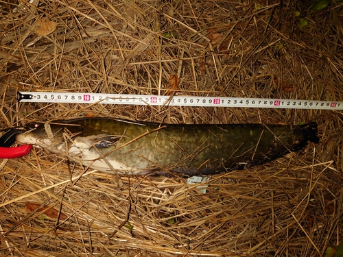 ナマズの釣果