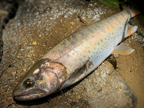 ヤマメの釣果