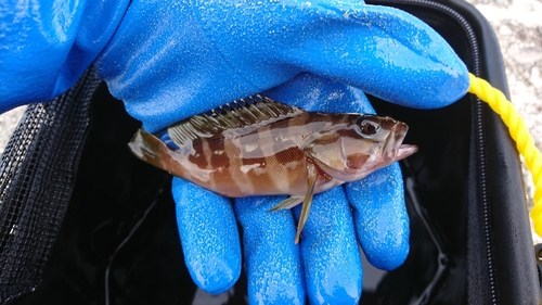 マハタの釣果