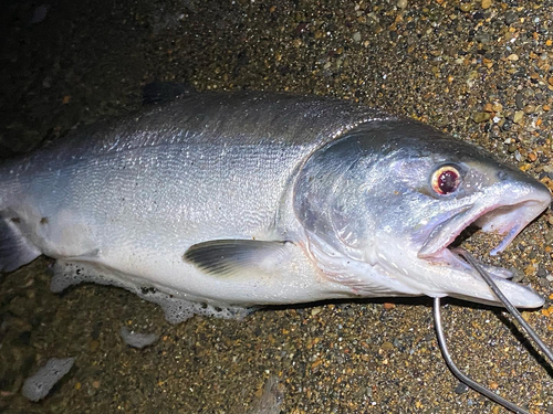 カラフトマスの釣果